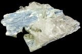 Vibrant Blue Kyanite Crystal In Quartz - Brazil #80395-1